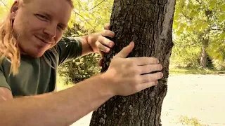 ASMR | Giving The Trees A Massage