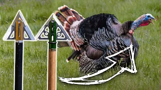Fixed vs Mechanical Broadheads For Bowhunting Turkeys