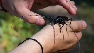 Дубовый большой усач в Украине / Cerambyx cerdo in Ukraine