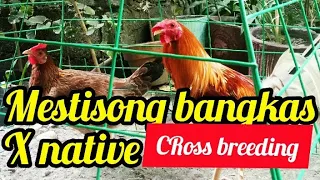 mestisong bangkas x native/ cross breeding