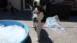 Audio Description for Husky Puppy Gets Ice Pool for the FIRST Time!