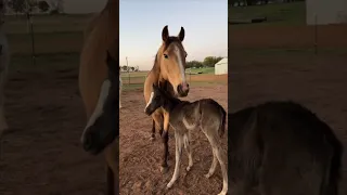 When you wake up to a baby horse in your backyard ❤️