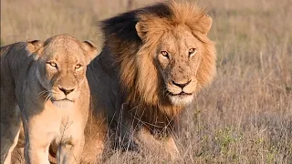 Orpen Male Lion Mates with Another Mbiri Lioness | Tintswalo Safari Clips