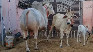 👍EK OR##GAU AYI🙏RUDRANATH SE PREGNANT HONE👍OLD BLOOD OF HARYANA 🙏