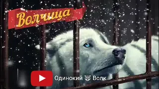 Одинокий 🐺 Волк.... Волчица