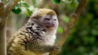 Islands of Wonder: Madagascar PREVIEW