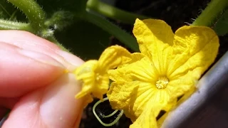 How to Hand Pollinate Cucumbers for Higher Yields