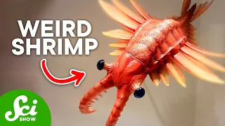 The Top 10 Weirdest Prehistoric Creatures