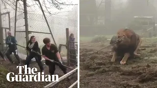 Tug-of-war with a lion? Dartmoor zoo offers 'cruel' challenge