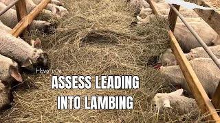 #sheep #farming #lamb Feeding grain makes it easy to assess sheep udders leading up to lambing.