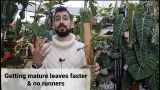 Growing climbing plants on planks rather than poles (faster mature leaves, less runners)