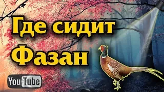 Где сидит фазан. Места обитания фазана.