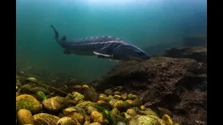 Underwater Adriatic sturgeon - Fiume Ticino - Storione cobice