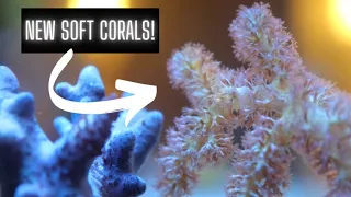 Soft Coral Package from Marine Farmers