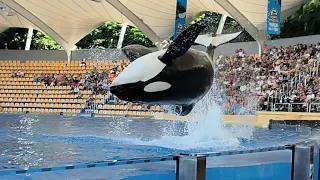 THE BEST ORCA SHOW - Tenerife loro parque show (watch till the end)