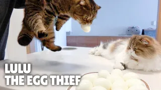 Can I Trust My Cats with Eggs? | Kittisaurus