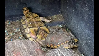 Incredible Box Turtle Mating Ritual caught on video!