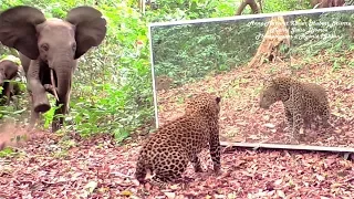 In the Gabonese jungle, elephants and a leopard fight over a big mirror they don't want to share.