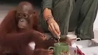 Baby Orangutan Gets a Craving for Noodles! | Endangered Animals | BBC Studios