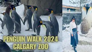 Penguin walk 2024 in Calgary | Canada’s most visited zoo | Different animals zones | Winters 2024