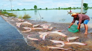 wow amazing! a lots of catch fish in flooding season catch by fishing tools