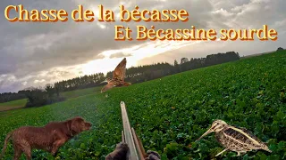 Chasse au petit gibier Bécassine sourde et bécasse des bois