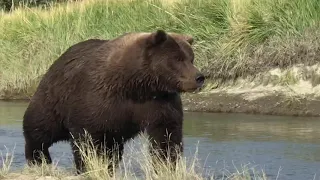 Grizzly Bear fishing for salmon