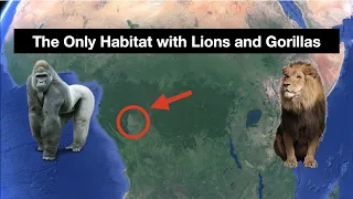 The Only Place Where Lions and Gorillas Coexist | Odd Geography