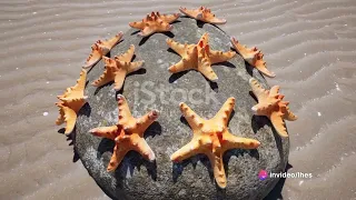 Starfish Spectacle: Unveiling 12 Remarkable Species