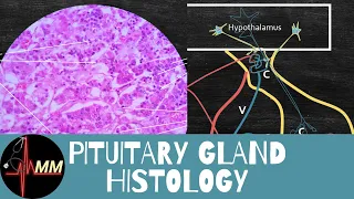 Learn Pituitary Gland Histology in 10 min | Med Madness