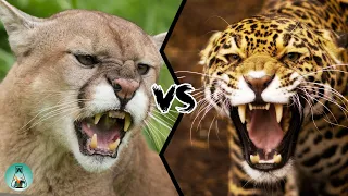 COUGAR VS JAGUAR - Who will win?