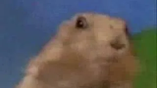 Dramatic Prairie Dog---Diff'rent Stroke Remix