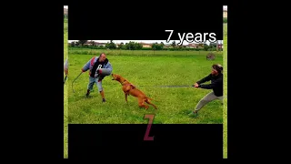 Rhodesian Ridgeback defence training