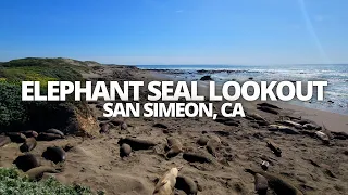 Exploring Elephant Seal Vista Point in San Simeon, CA USA Walking Tour #elephantseal #sansimeon