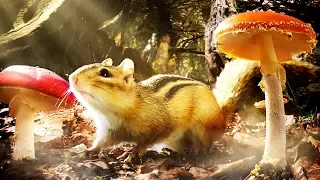 The crazy adventures of the chipmunk in the woods