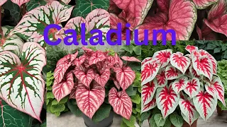 caladium| floriculture#nature