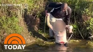 Watch: Woman Rescued After Driving Into Alligator-Infested Canal