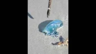 Jellyfish Popping