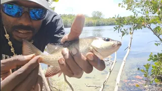 Wading in the Mangroves! #saltwaterfish #fishing #outdoors #mangrove #snapper..