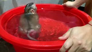 Monkey Puka takes a cool bath to cool off in the summer