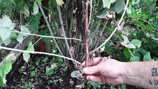 How Do I Prune My Summer Fruiting Raspberries 🌻 Raspberry Structure 🌻 Autumn Fruiting Raspberries