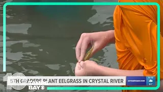 Fifth graders plant eelgrass in Crystal River to aid manatees