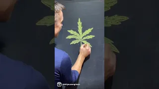 Evolution of Cannabis