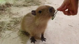 カピバラ②餌やり (アニタッチ名古屋)