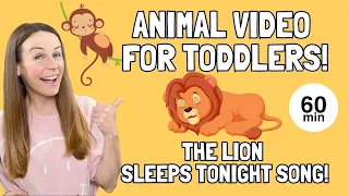 Animal Video for Kids - Lion Sleeps Tonight Song - Toddler Learning Video - Happy You're Here!