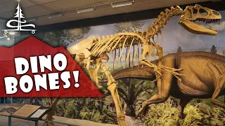 Exploring Dinosaur National Monument - Dino Bones, Box Canyons and Petroglyphs