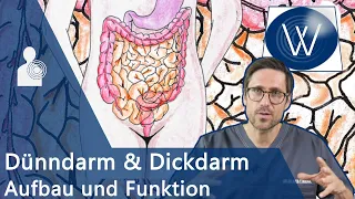 Unser Darm: Wieviel Charme steckt drin? Anatomie, Funktion & Störungen von Dünndarm & Dickdarm/Kolon