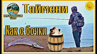 Сахалинский таймень клюёт как с бочки (Sakhalin spin fishing, catching taimen in a barrel)