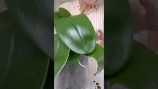 Biggest orchid is getting repot