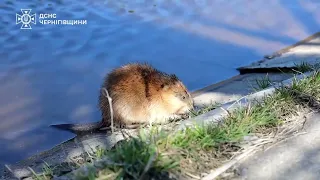 У Чернігові на Стрижні врятували ондатру, яка потрапила у споруду дамби